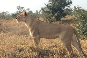 2 Day Pilanesberg Safari in 3 Star Lodge