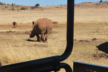 Johannesburg Safari - Rhino And Lion with Wondercave 