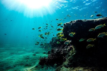Dolphin Watching and Snorkeling Adventure in Key West