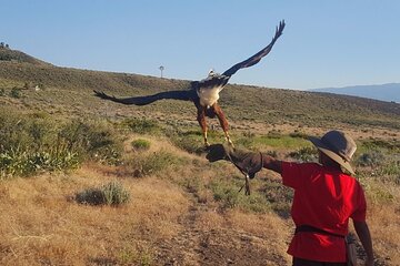 Experience Raptors and Falconry in Reno