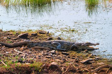 National Chambal Sanctuary with Shared River Safari & Transfers