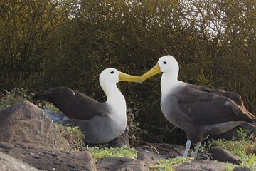 Full-day Adventure Tour at Espanola Island (Waved Albatross Island)