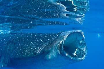 Whale Shark Swimming Seasonal Adventure from Tulum