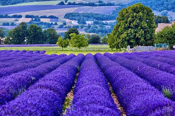 7-day Private Burgundy Wine tastings, Provence, Nice, Monaco Tour