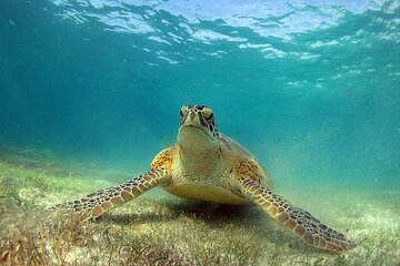Turtles and Cenote Snorkeling Activity from Tulum