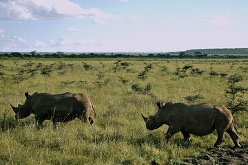 Murchison Falls and Queen Elizabeth National Park 5-Day Tour