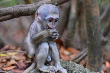 Barbados Small-Group Garden & Wildlife Half-Day Tour