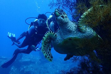 USS Liberty Shipwreck Scuba Diving at Tulamben Bali