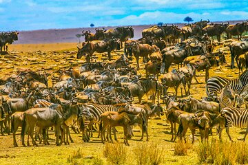 Private 3 Days Astounding Masai Mara Migration Safari.