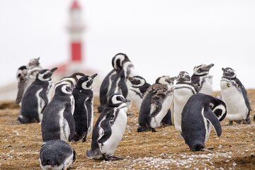 Walk with thousands of Penguins on Isla Magdalena and sail around Isla Marta