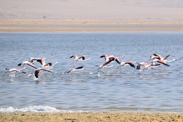 Full-Day Bird Watching Private Experience at Fayoum