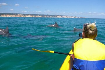 Epic Kayak With Dolphins & Wildlife - 4WD Beach Adventure Noosa