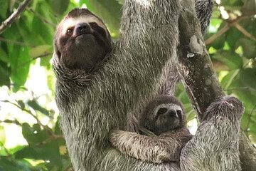 Guided Visit to Manuel Antonio National Park