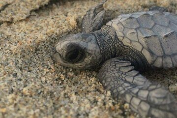 Amazing Turtle Release Tour