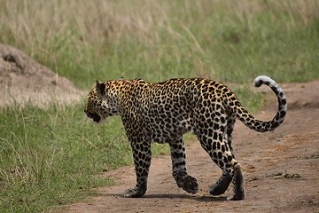 Wildlife & Primates Safari in Uganda - 9 days