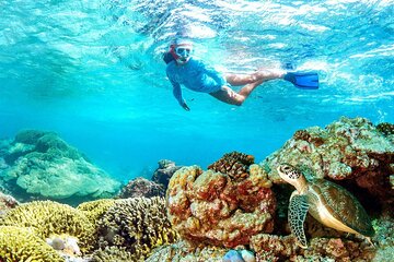 Half-day Snorkeling at Mnemba Coral Gardens