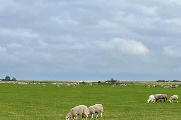 Tour in Texel