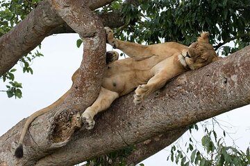 Gorilla & Chimp Tracking Safari - 4 Days