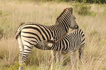 4 Days Victoria Falls Safari Tour & Chobe National Park game drive