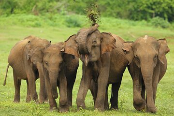 All Inclusive 5-Days Highlights of Sri Lanka