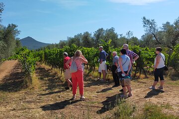 Private wine tour with sommelier - the magical scents of Bolgheri