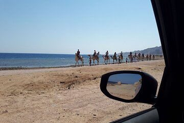 Snorkeling and Camel Ride with Lunch in Dahab from Sharm El Sheikh