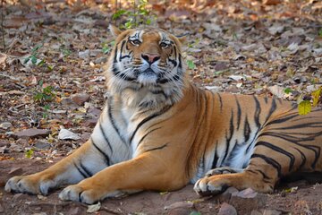 Tiger, Temple & Ancient Caves