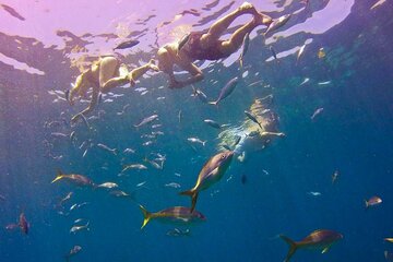 Catalina Full Day from Punta Cana