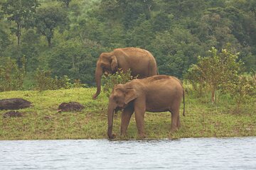 Cochin to Thekkady & Alleppey (4 Days)