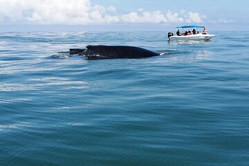 Combo Tour Marino Ballena National Park