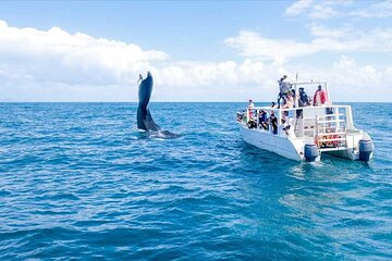 Full-day Whale watching Tour in Samana Bay from Punta Cana