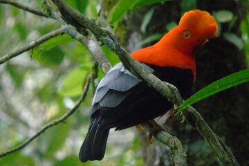 Endemic Birds Tour in Salento