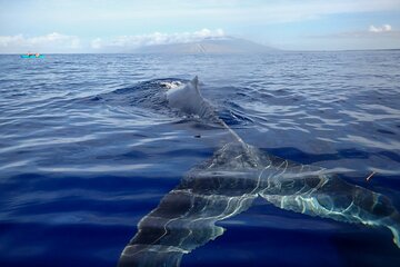  Kayak Whale Watching Tour (7am-10am)