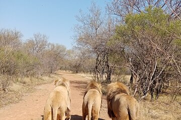 Full Day Guided Bushwalk