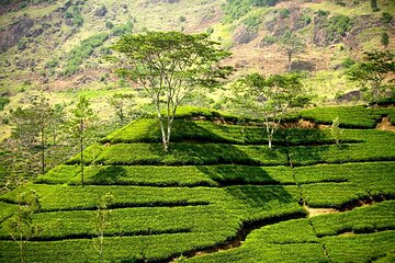 Kandy & Nuwaraeliya Two Day Tour