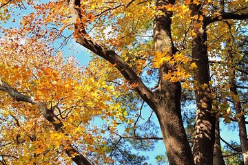 Fall Foliage Hiking - 1-Day Guided Autumn Trailwalk in Zhejiang Province