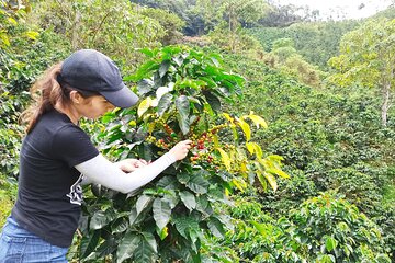 Private coffee tour near Medellín, from bean to cup.