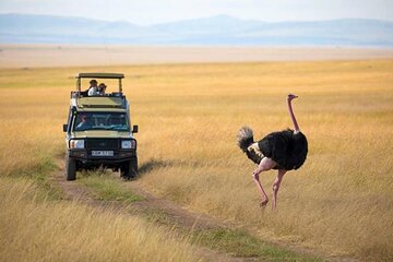 3 days 2 nights Masai Mara Budget safari from Nairobi