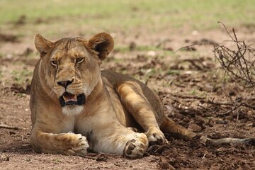 6-day Private Camping Safari Tour from Kilimanjaro Airport