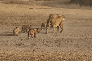 5 Days Group Tour in Tanzania