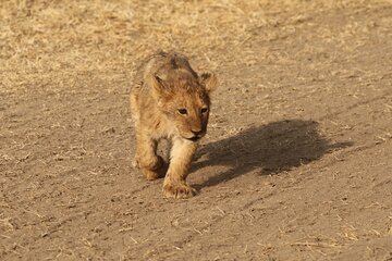 3 Days Tarangire, Ngorongoro & Lake Manyara Group Camping Safari