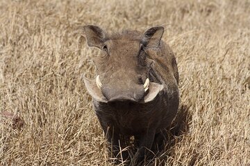 5-Day private Camping Safari Tour in Tanzania