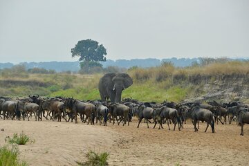 4 Days Private Migration Camping Tour in Serengeti National Park 