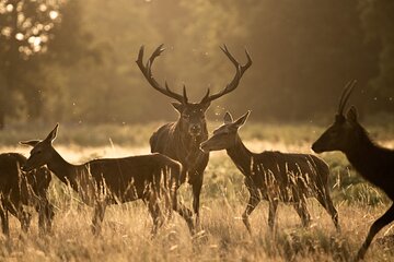 Wildlife Photography Workshop in Richmond Park in London