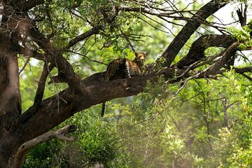 Discover the Pilanesberg with a personalized full day safari