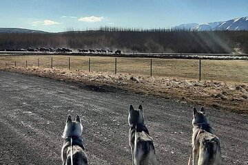 Hiking with Husky in Akureyri (private)