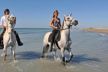 Private Transportation To Adventure Safari By Horse In Sharm El Sheikh 