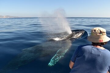 Cabo San Lucas Whale Watching Tour with Photos Included