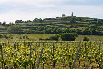 Rhein Castles & Regal Riesling. Tasting wine along the Rhein 