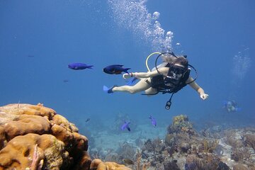 2 Stops Scuba Diving for beginners Full Day Boat Trip,Transfer, Lunch – Hurghada